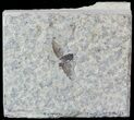 Fossil March Fly (Plecia) - Green River Formation #47169-1
